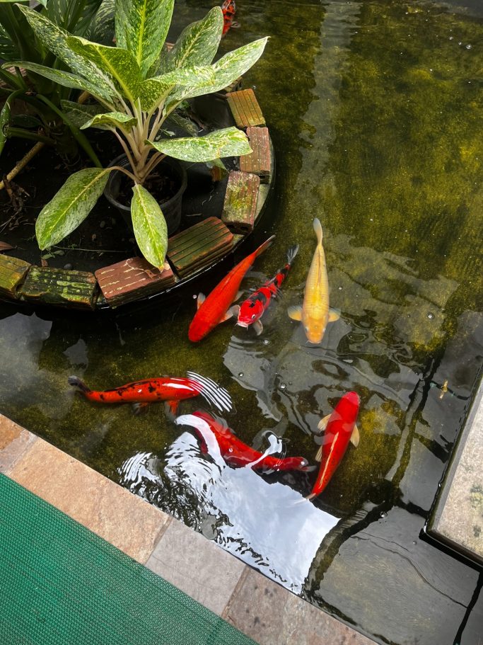 Peces de colores nadando en un estanque rodeado de plantas.